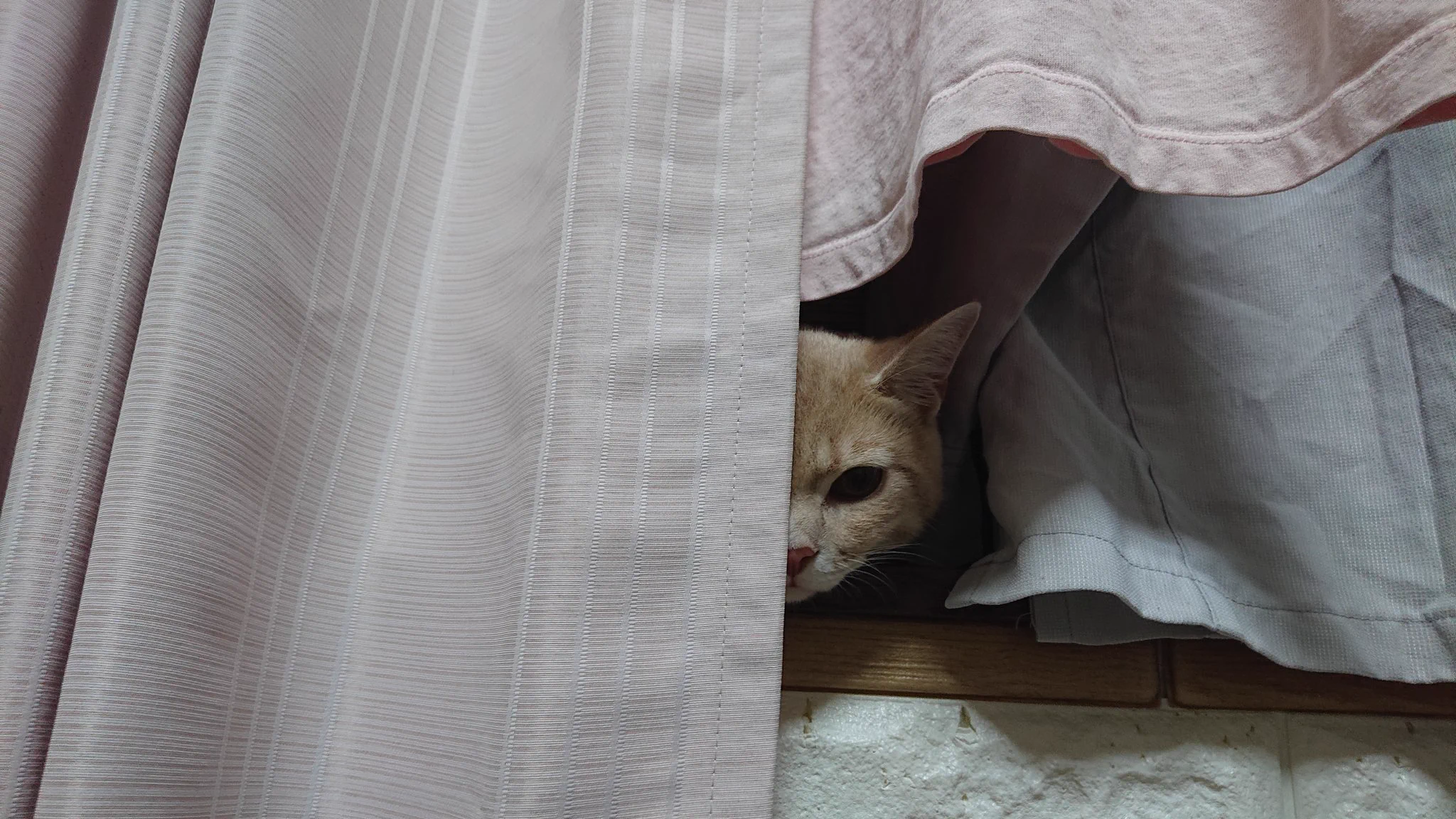 @akitainuho ボクも欲しい… 