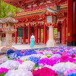 「大宰府天満宮」花手水、綺麗な紫陽花に心癒される!