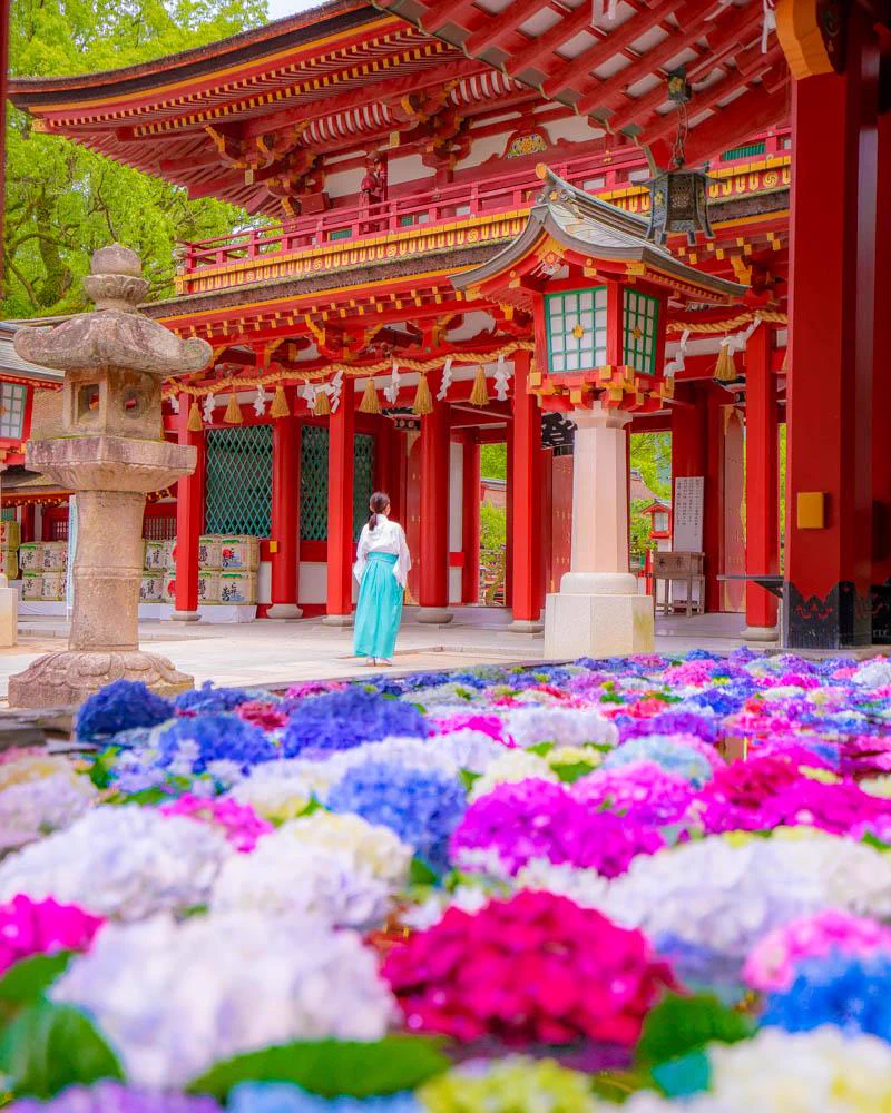 「大宰府天満宮」花手水、綺麗な紫陽花に心癒される！