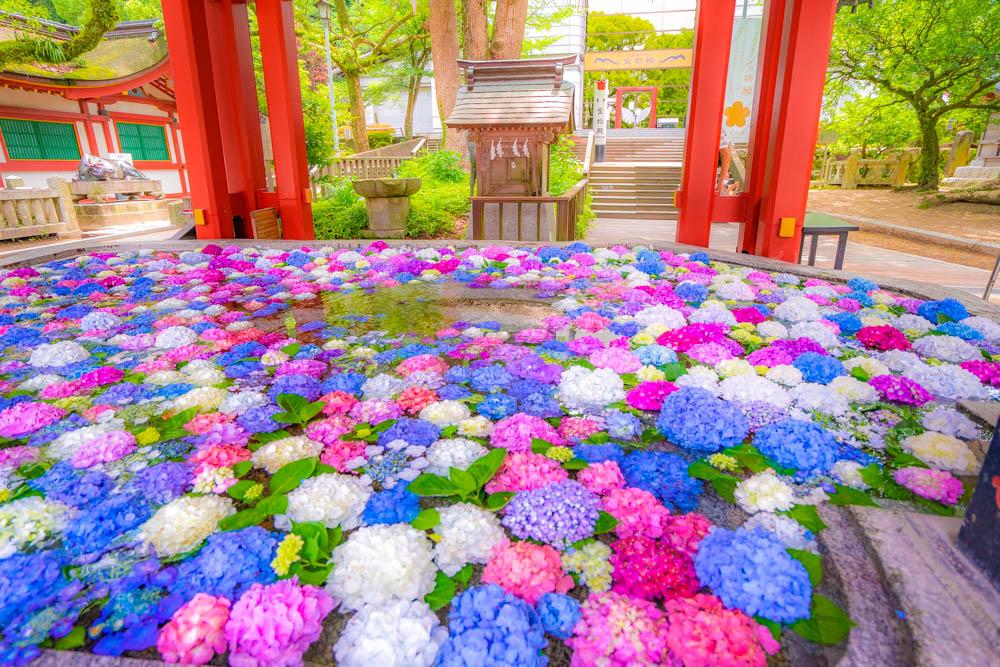 Ramumi8 大宰府天満宮のモコモコ巨大 花手水 ぷかぷか浮いてる紫陽花が気持ちよさそうに見えました