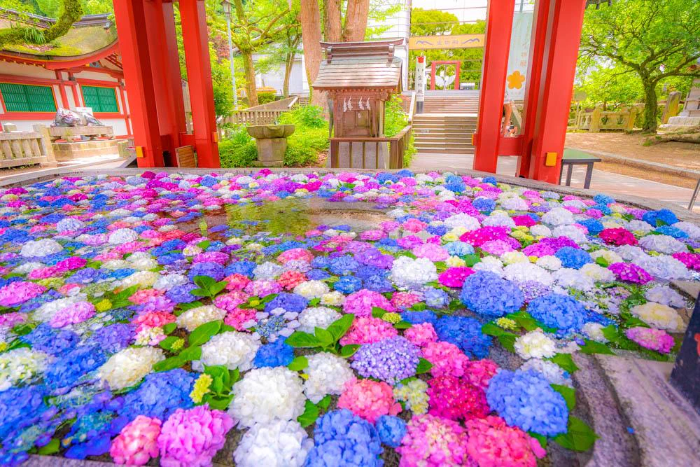 「大宰府天満宮」花手水、綺麗な紫陽花に心癒される！