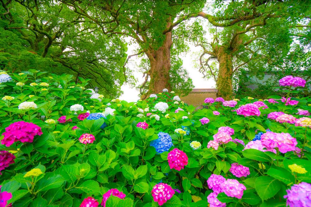 「大宰府天満宮」花手水、綺麗な紫陽花に心癒される！