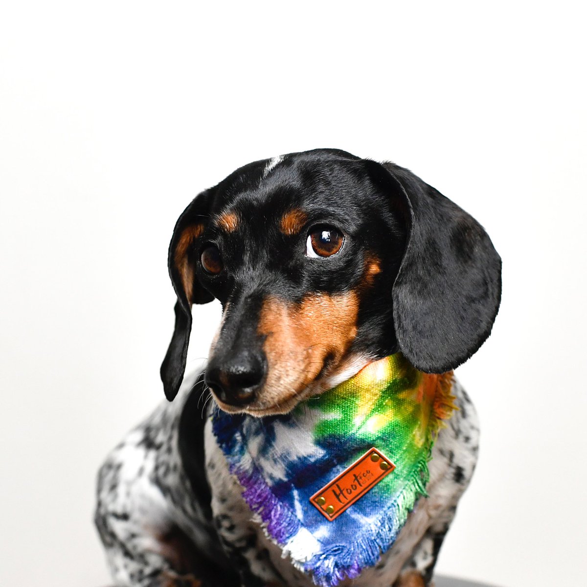 harlowandsage's tweet photo. ❤️🧡💛💚💙💜 https://t.co/6Q67zFYJ9x