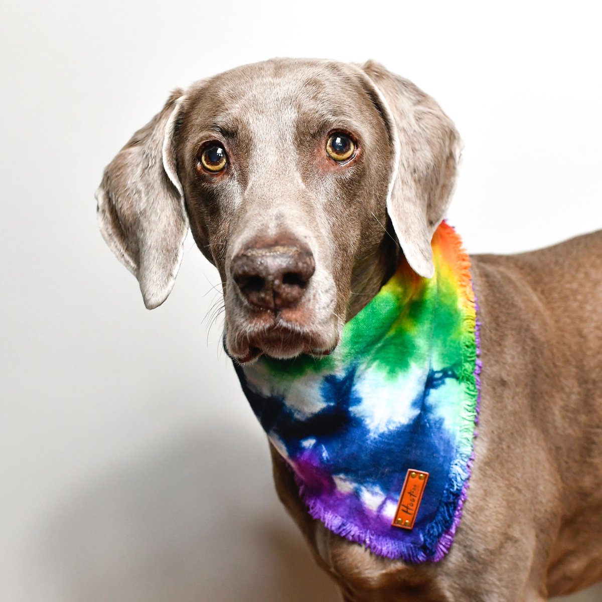 harlowandsage's tweet photo. ❤️🧡💛💚💙💜 https://t.co/6Q67zFYJ9x