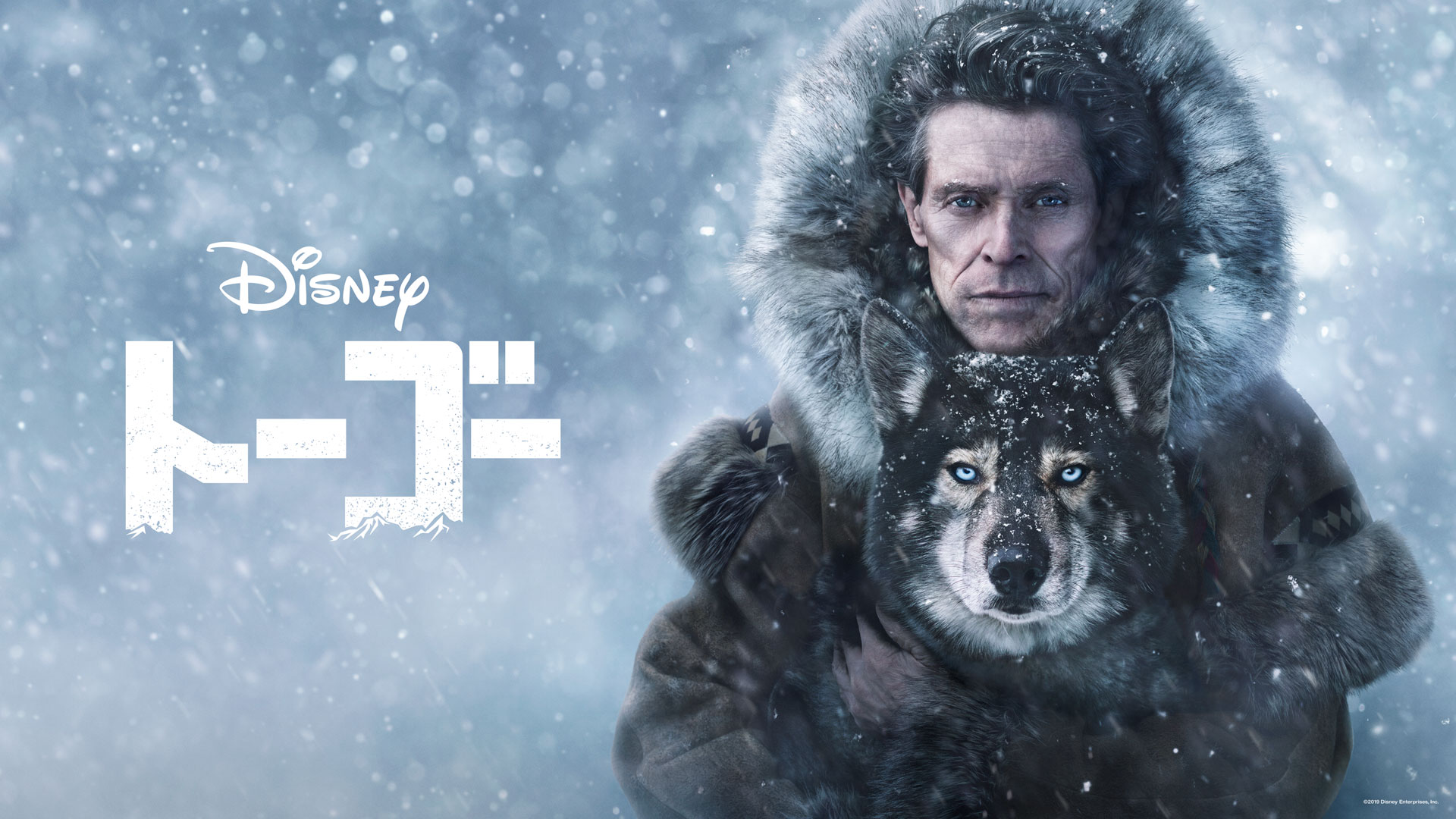 ディズニープラス公式 壮大なスケールで描く大自然 ディズニープラス オリジナル ムービー トーゴー アラスカで実際に起きた 命がけで血清を届ける犬ぞりリレー を元にした実話映画 名優 ウィレム デフォーの極限の演技や 犬たちの激走シーン