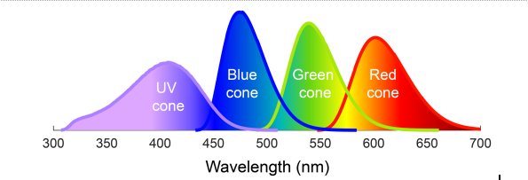 But purple isn't the only nonspectral color birds might be able to see. We humans only have 3 color cone types in our eyes, but it’s long been known that birds have a 4th that is sensitive to ultraviolet light. 4/n