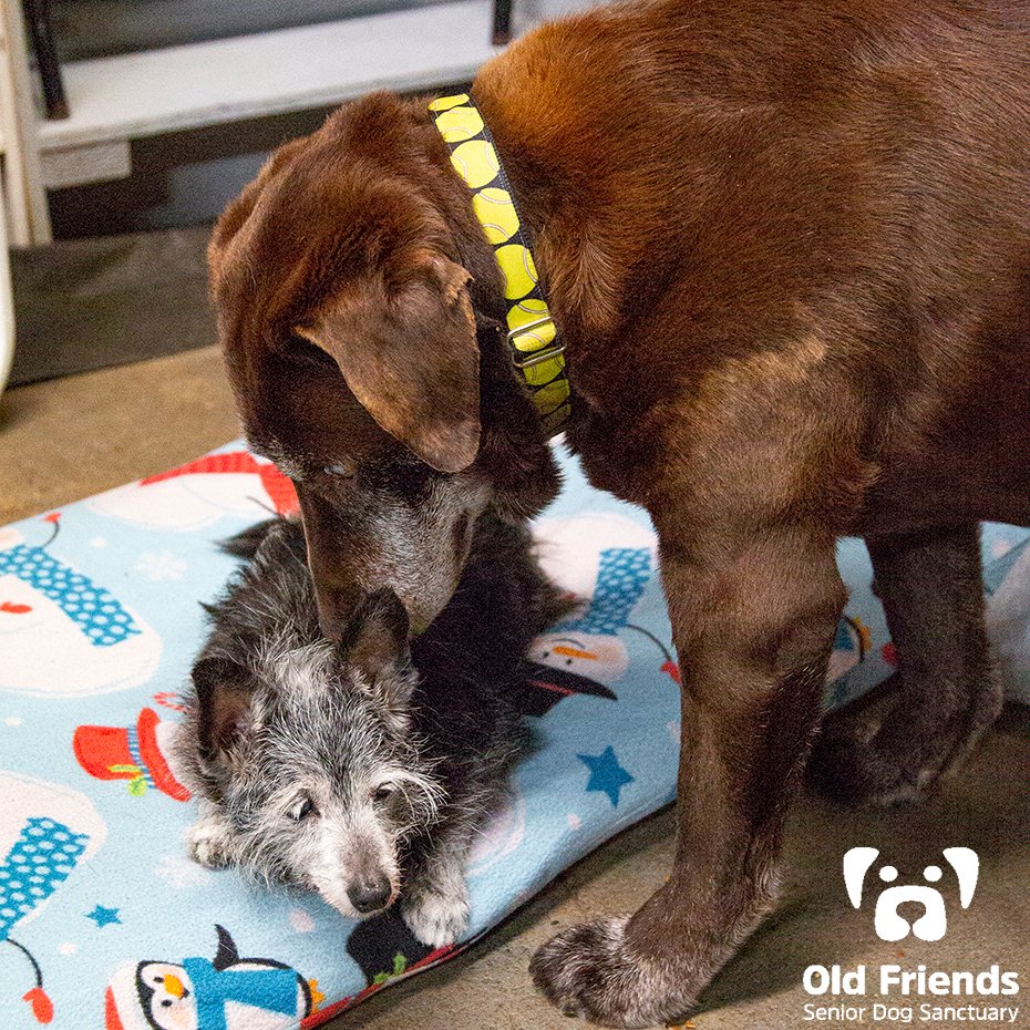 oldfriendssds's tweet photo. "I promise to watch over you always Hocus"- Rusty and Hocus
#ofsds #ofsdsrusty #ofsdshocus #seniordogs #watchoveryou https://t.co/W35ZIREVUG