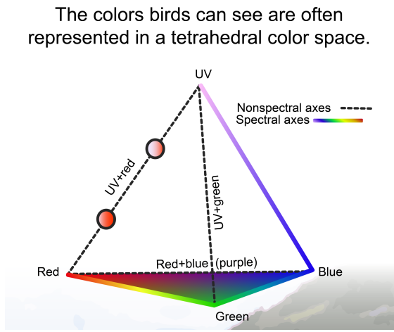 We can represent bird color vision as a tetrahedron, with a cone at each vertex. Thus, while humans see just one kind of nonspectral color—purple—birds can theoretically see up to five: purple, ultraviolet+red, ultraviolet+green, ultraviolet+yellow & ultraviolet+purple. 5/n