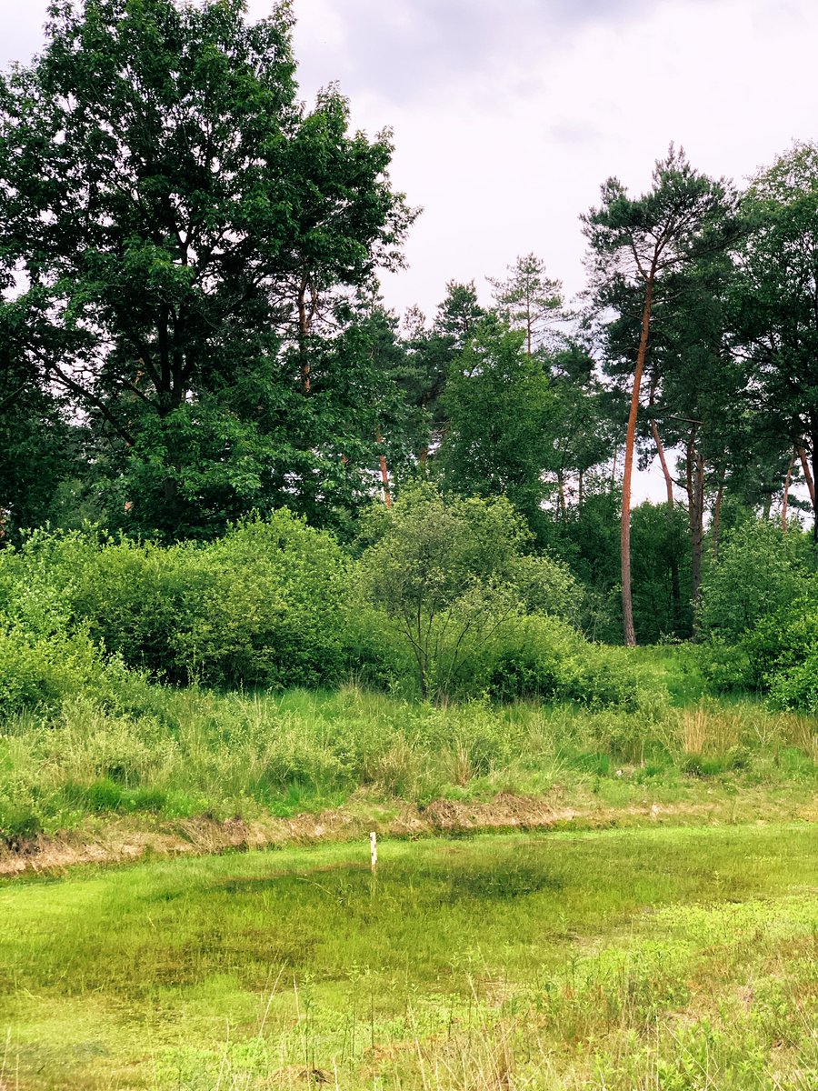 DaveDeckers's tweet photo. Off the road fietsen door Weerter Bossen 🌳 🌳🌳. Heerlijk! Eerst een ‘veldbezoek’ met veldwaarneming in m’n eigen @WLomgeving 🙂, daarna een verrassingsbezoek bij m’n peetoom. Schetst m’n verbazing; m’n ouders doen ook aan een verrassingsbezoek 🤣 https://t.co/MUHu1saLrh