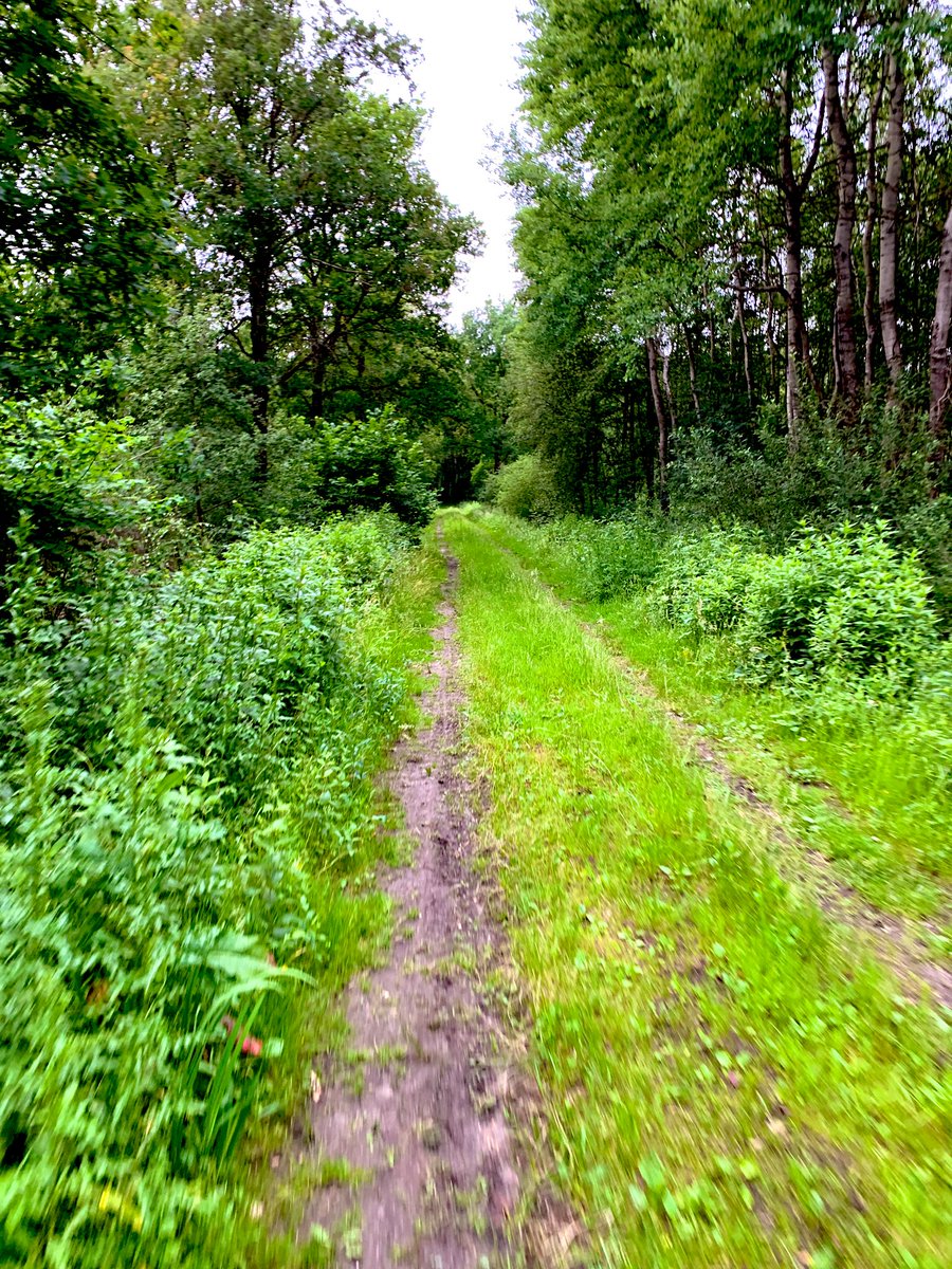 DaveDeckers's tweet photo. Off the road fietsen door Weerter Bossen 🌳 🌳🌳. Heerlijk! Eerst een ‘veldbezoek’ met veldwaarneming in m’n eigen @WLomgeving 🙂, daarna een verrassingsbezoek bij m’n peetoom. Schetst m’n verbazing; m’n ouders doen ook aan een verrassingsbezoek 🤣 https://t.co/MUHu1saLrh