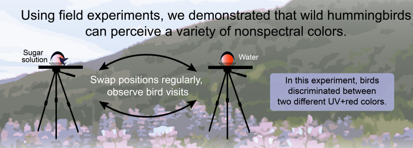 The details of color vision are usually studied in the lab, but we wanted to know how birds act in the wild. Thus, we set up two feeding stations, 1 with nectar & 1 with water. We then associated a color with each feeder. We periodically swapped the locations of the feeders. 8/n