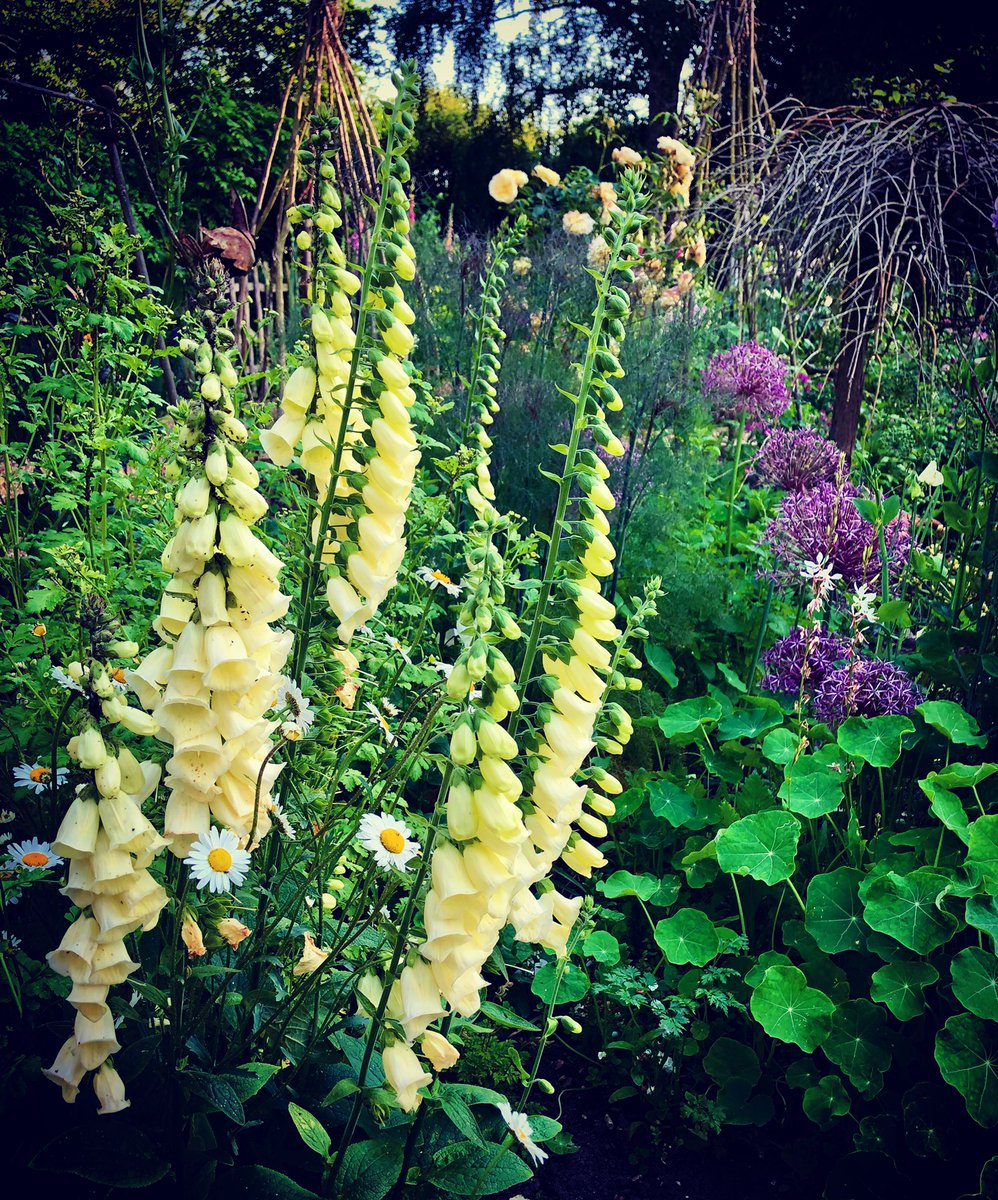 wendholden's tweet photo. These foxgloves glow in the dark #divine #Suffolk #veggieplot #wild #volunteers #foxgloves #beeheaven https://t.co/2cv2Dn4GJv