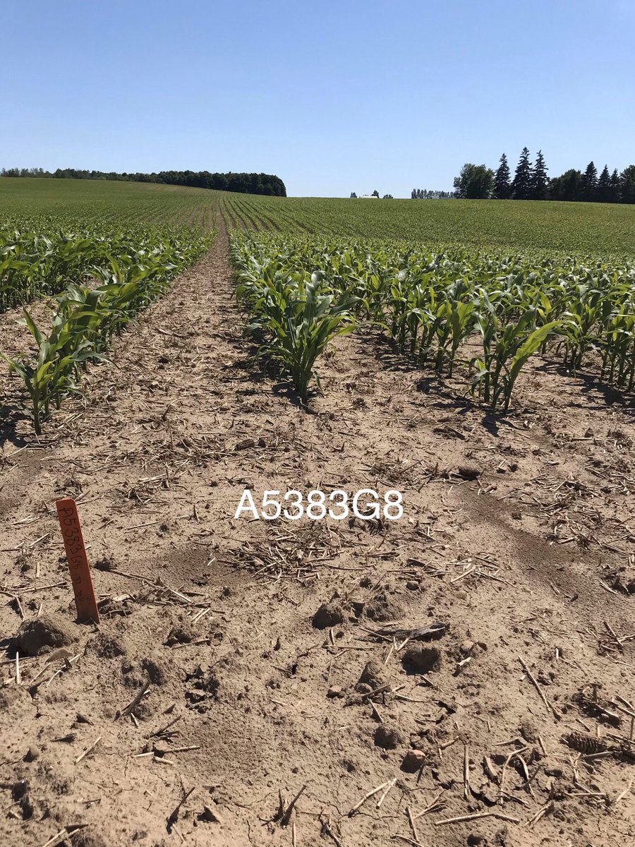 matt_ross1987's tweet photo. @PRIDESEEDS agronomy site enjoying the beautiful sunshine☀️today. Population testing from 28-38K. Looking forward to the response we get from some of our new hybrids. Stay tuned 👍👍 @CarrieMacLean1 https://t.co/xCY1xld2xY