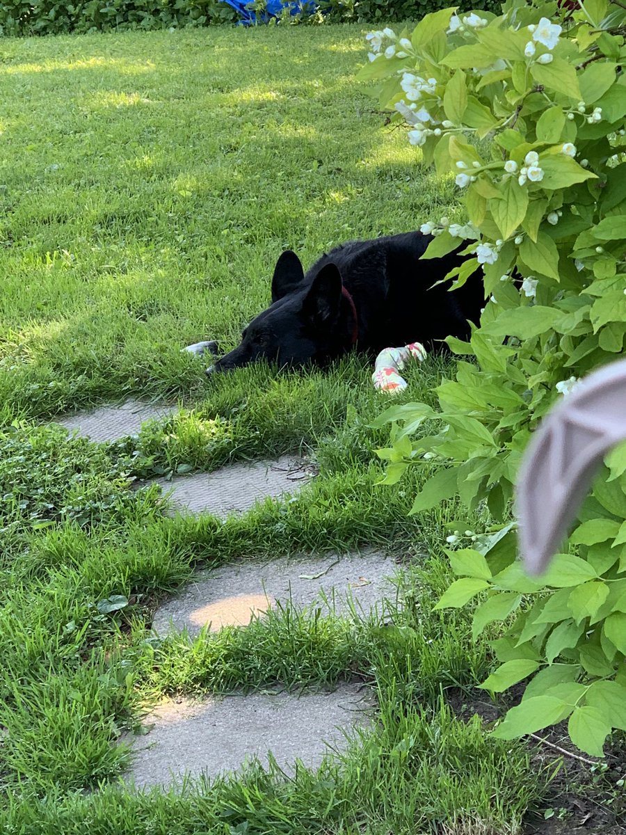 CreatesWrites's tweet photo. My poor dog has a sore paw and just ignored a squirrel running past him. Send love... and beef, cheese, or chicken... STAT!
#dogs #bestfriend #sorepaw #blackdog #AdoptDontShop #sendtreats https://t.co/kDOdilN1Zg