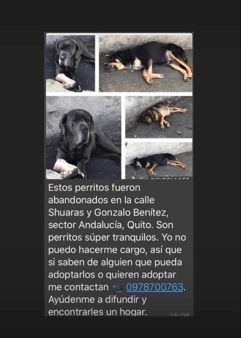 srealpe's tweet image. Me pidieron de favor que comparta esto, su ayuda con un RT por si alguien quiere adoptar estos 🐶🐶