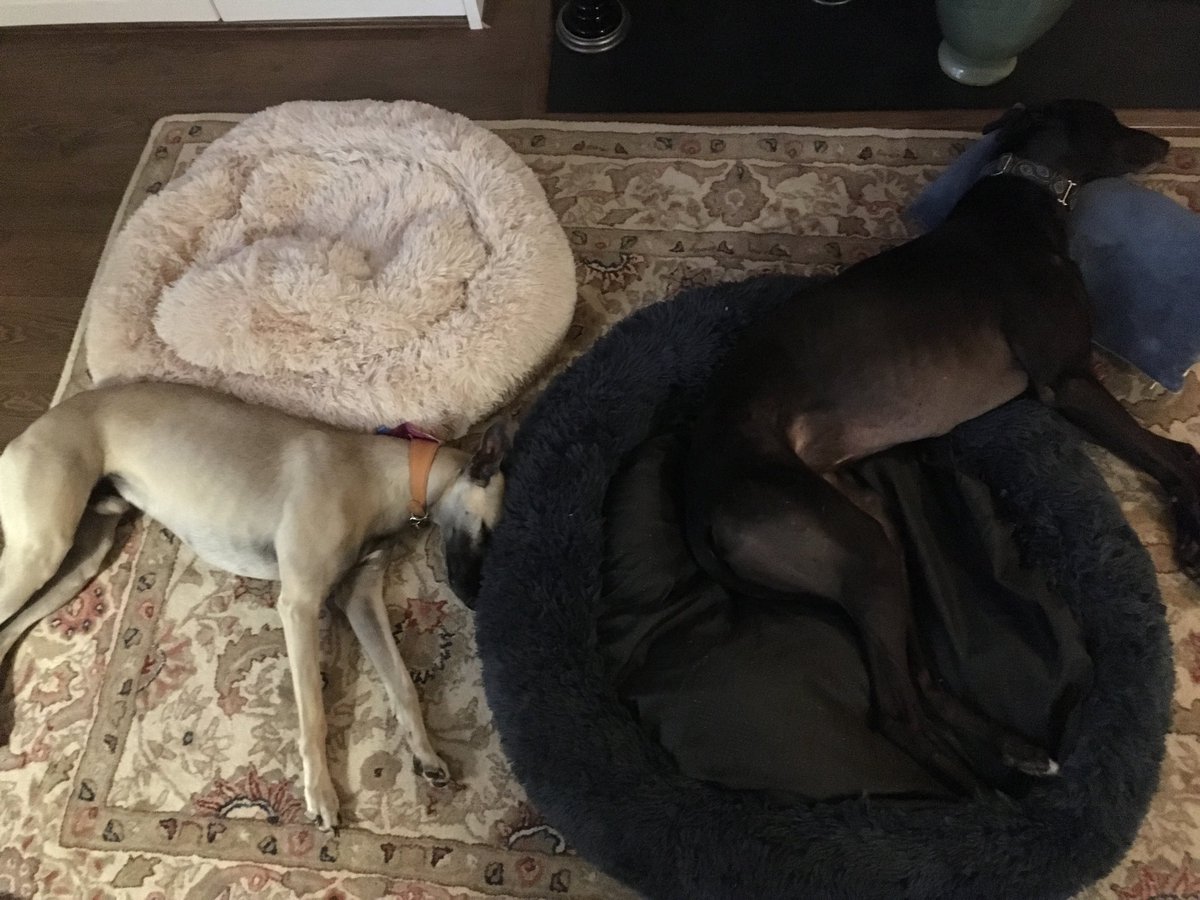 Haven't got the hang of these new beds ...