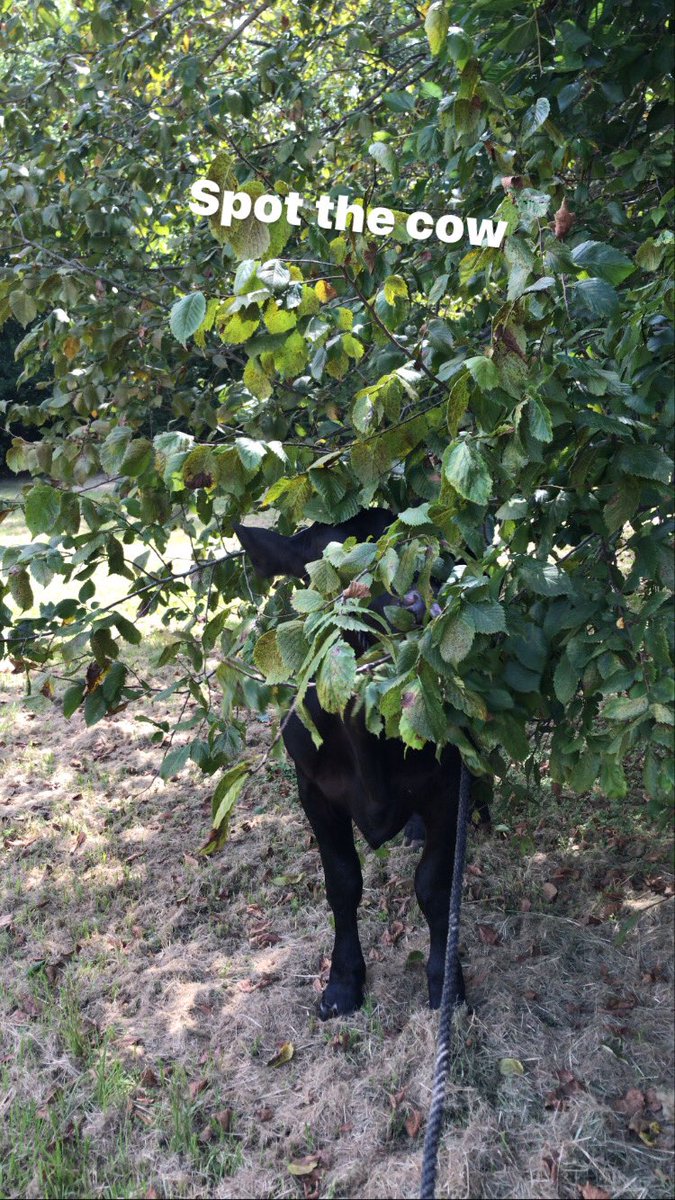 emanuel0rtz's tweet photo. Spot the cow! And win a high five😁! https://t.co/xeMTYq4XYE
