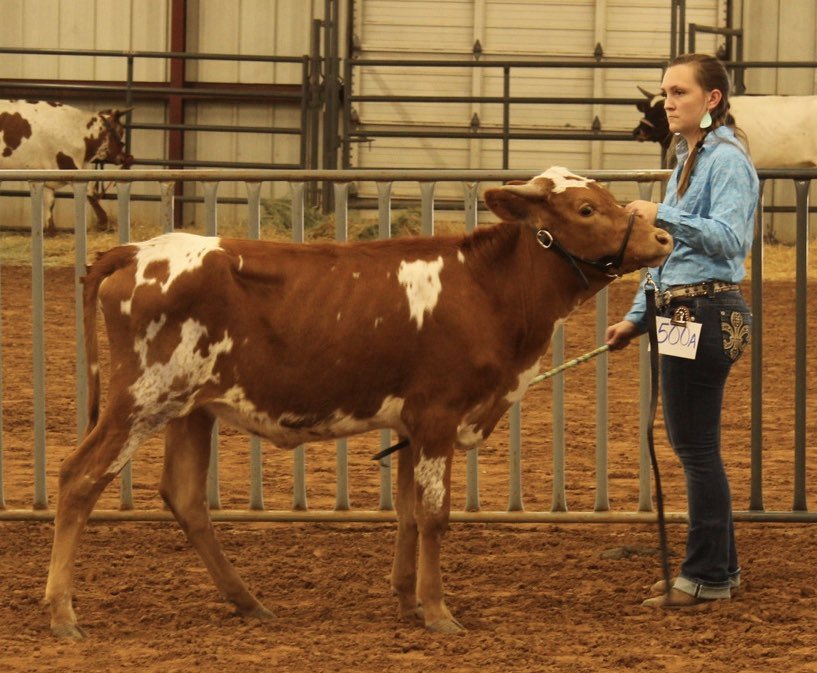 LonghornsBm's tweet photo. Two of the girls at show! https://t.co/ghAkH5TtSH