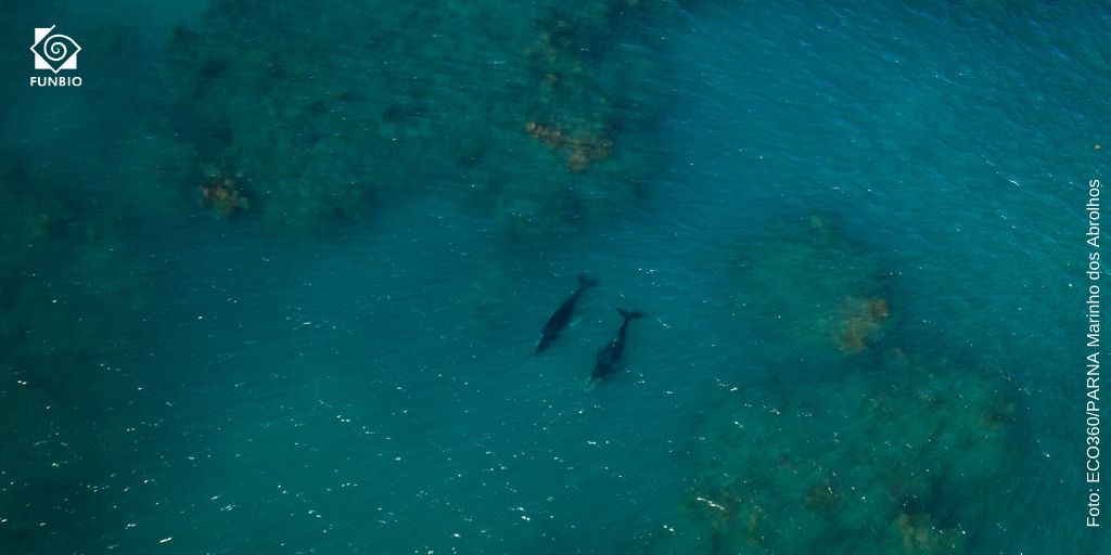 funbio's tweet photo. As baleias jubarte anteciparam a temporada no Brasil e já chegaram às águas quentes do Parque Nacional Marinho dos Abrolhos, unidade de conservação apoiada pelo GEF Mar. Na foto, duas delas recém fotografadas no Recife de Timbebas. #FUNBIO #FUNBIO24 #Biodiversidade 🐋🐋 https://t.co/mUXSyN45e4