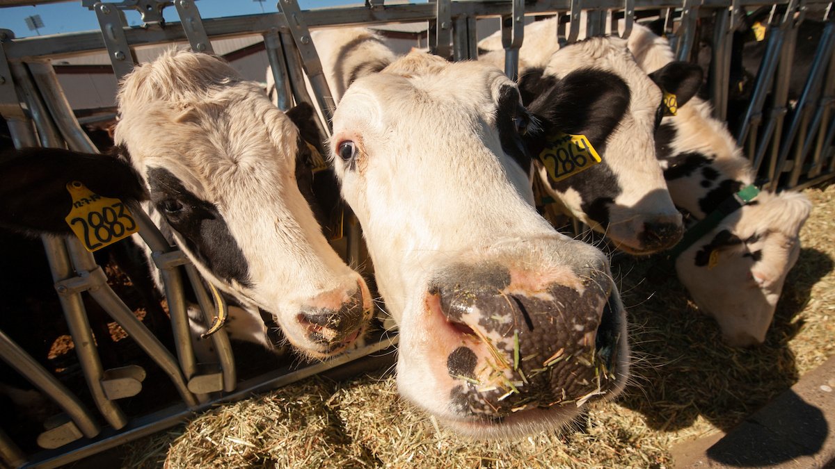 THREAD: It’s my job to point out misinformation related to my expertise & present facts & nuances. Today, I'm doing just that. The  @IATP’s paper “Milking the Planet: How Big Dairy is Heating Up the Planet and Hollowing Rural Communities” is rich with misleading statements. 1/