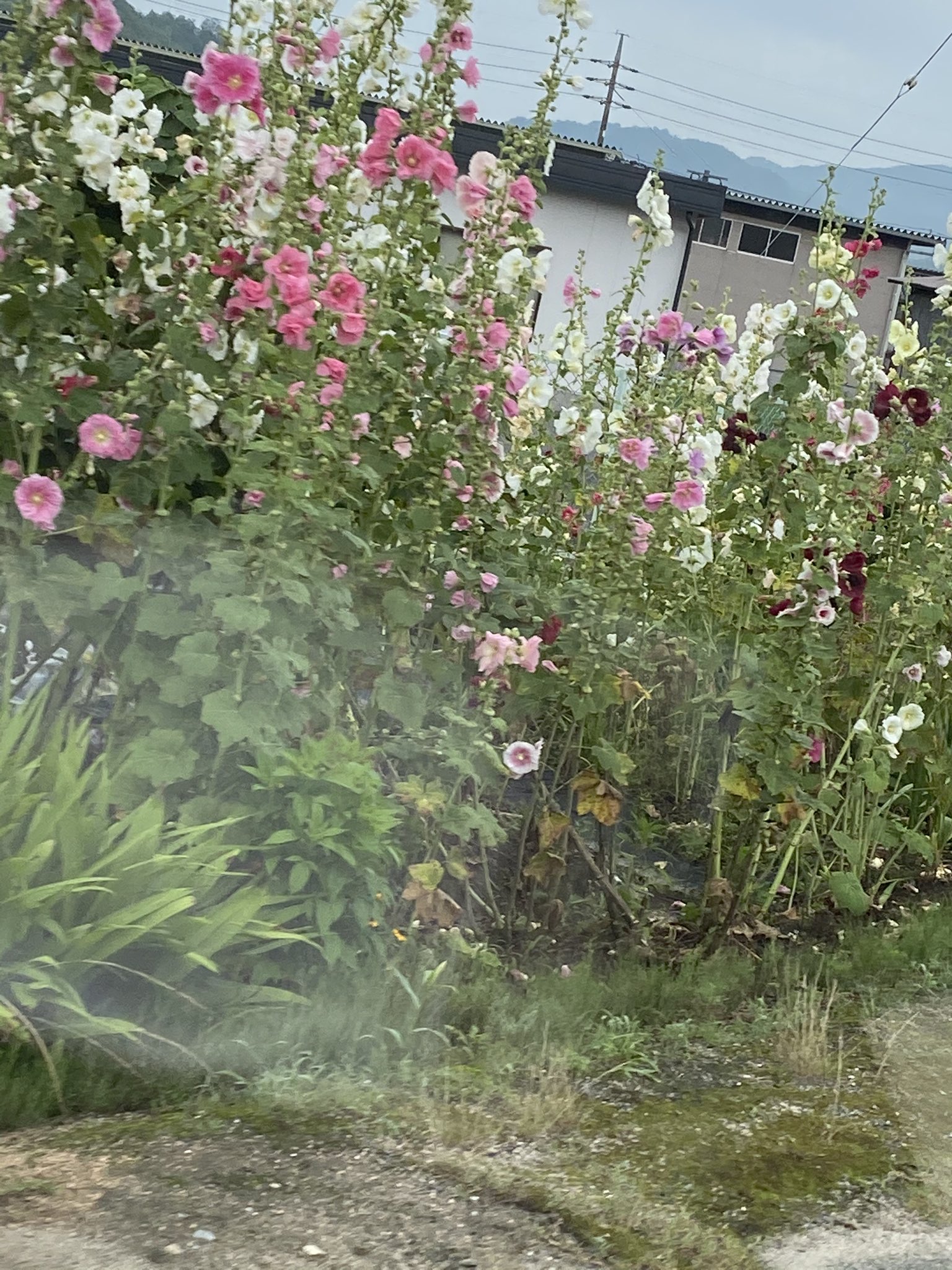 背の高い花 Twitter Search Twitter