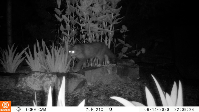 The camera converts to black and white and an infrared flash after dark.10:09: Cat. I have never seen this cat before.12:01 am: Probably a pack rat (wood rat). I measured the rock, and the animal is about 10 cm long.