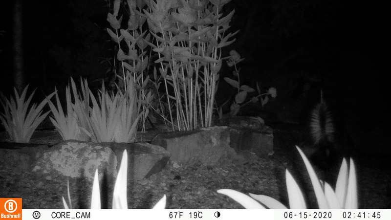 2:41: Skunk with upraised tail, facing away from camera, same place as coyotes.3:06: eyesI have several pictures of those eyes moving around that area, but none show anything about the animal.
