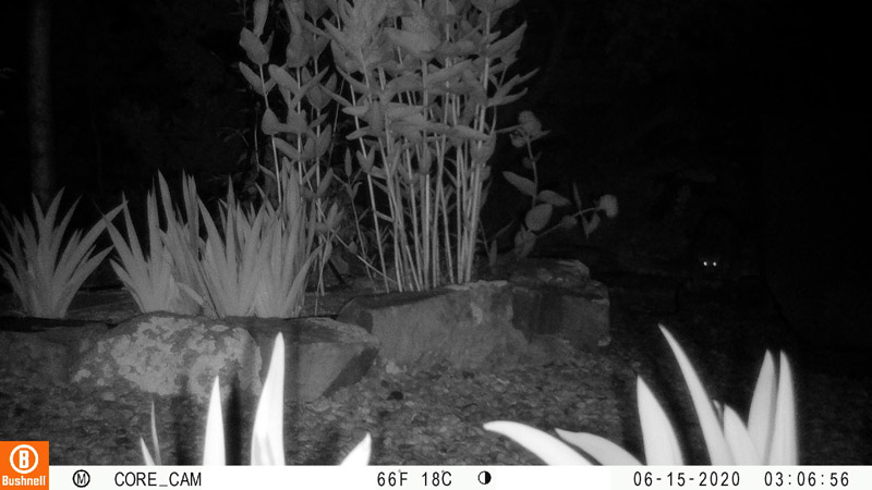 2:41: Skunk with upraised tail, facing away from camera, same place as coyotes.3:06: eyesI have several pictures of those eyes moving around that area, but none show anything about the animal.
