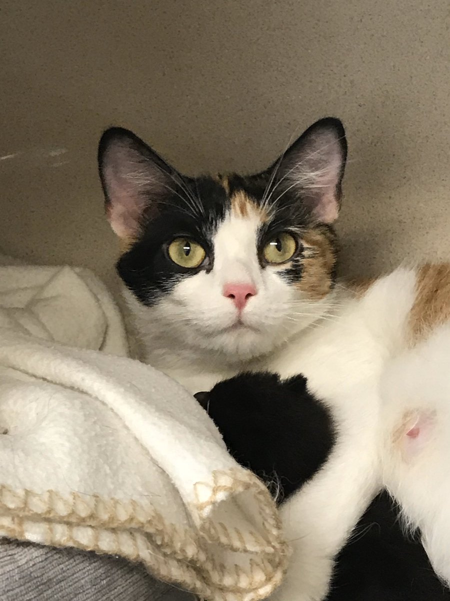 Even cats can give bear hugs. 
#MamaAndBaby #FosterCats #CThumane