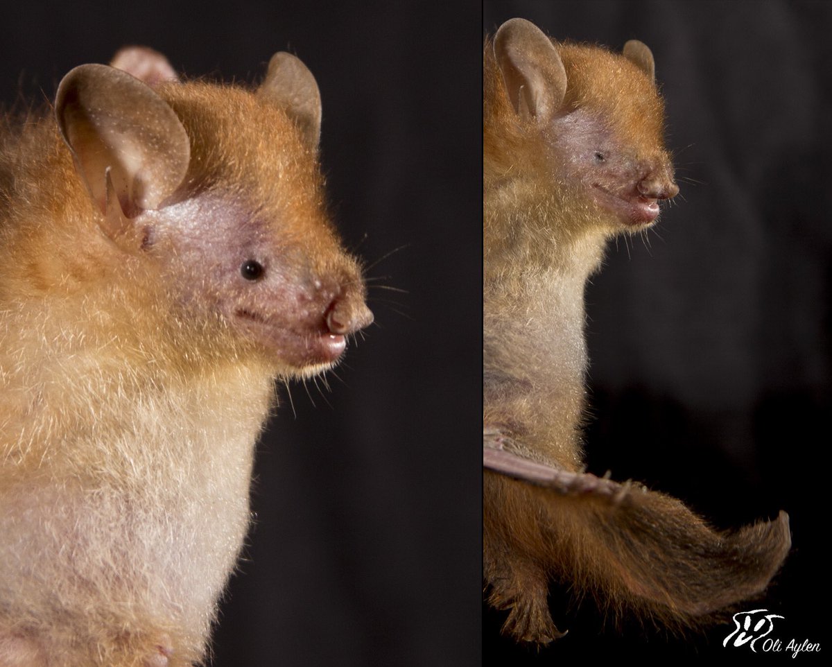 oli_aylen's tweet photo. #batoftheweek is Murina peninsularis (formerly M. cyclotis), these brightly coloured bats use their fluffy tail to scoop insects off leaves, and the colour is believed to come from eating toxic beetles. #bats #education #scicomm #borneo #brunei #mammals #wildlifephotography https://t.co/eq23zolHSl