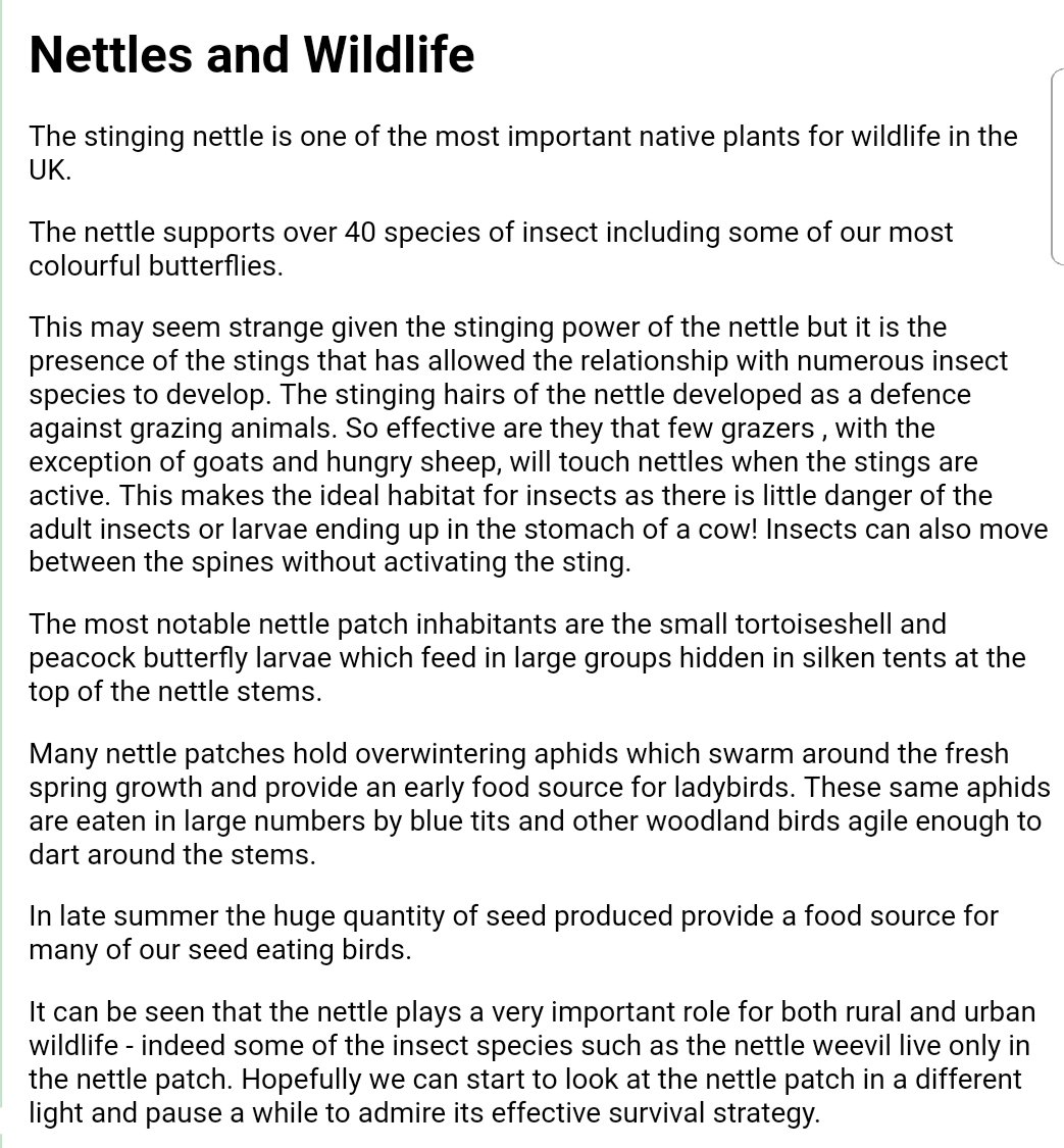 NatureRambles's tweet photo. Liam and ollie have both had nettle stings lately so i tried to explain why they stung and how they are good for wildlife (and us if used right) 😊. Wonderful little plant despite its stingyness 😁. https://t.co/FBUzIifwLS