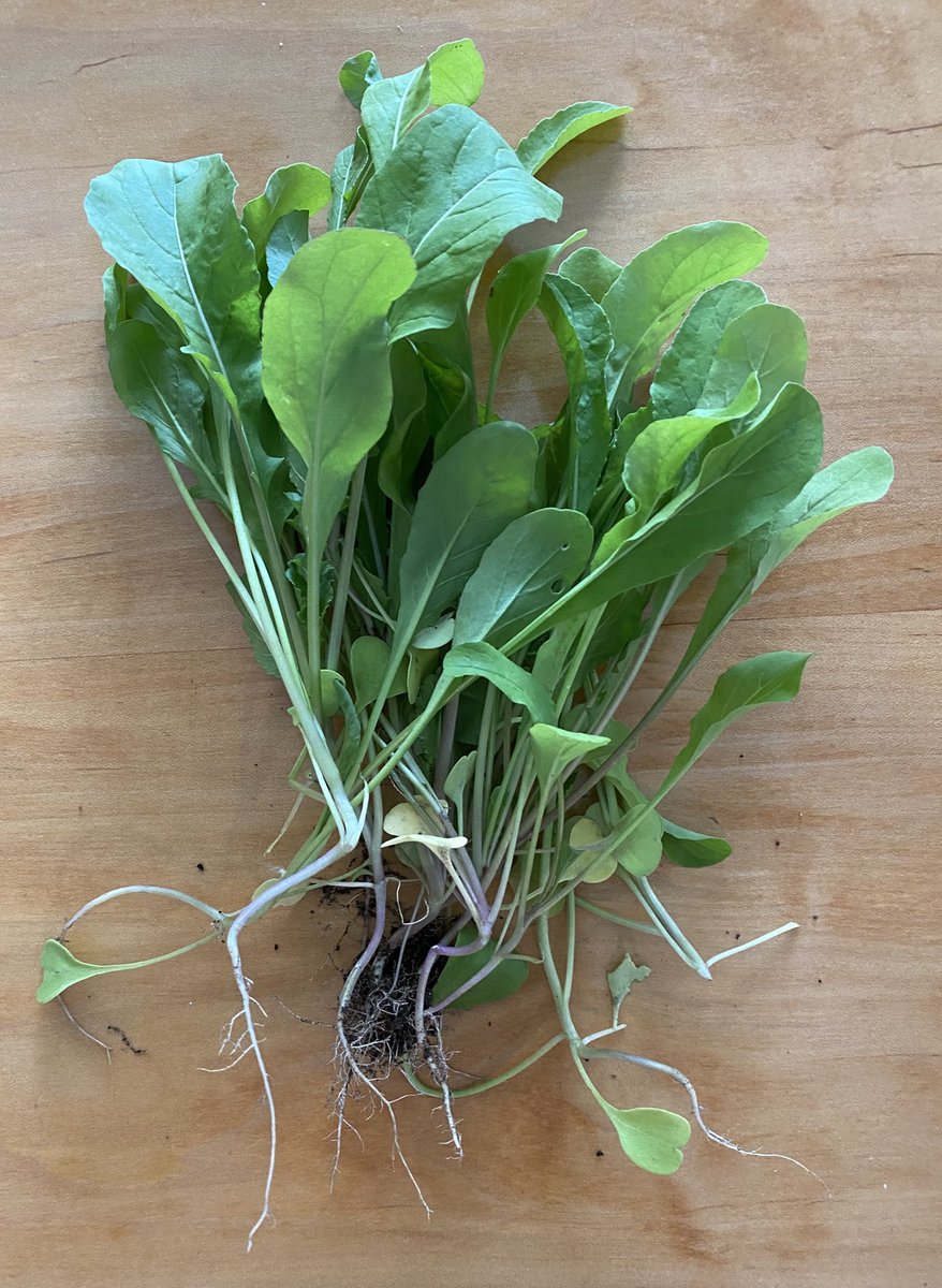 MurrMarie's tweet photo. First pickins’ from the garden. 
First attempt at growing #argula https://t.co/r5uOkOlXdd