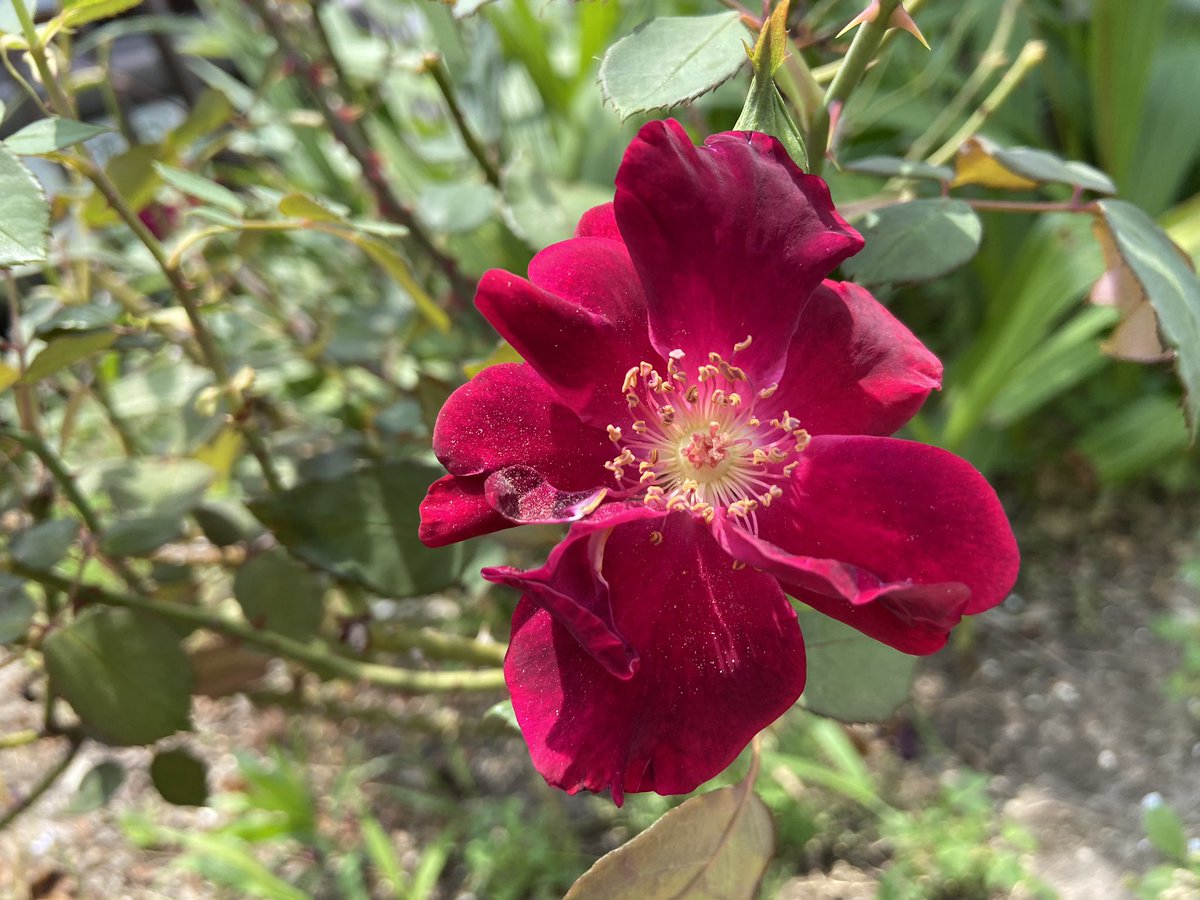 Iris おはようございます 梅雨の晴れ間 お洗濯 つるバラの剪定 限られた時を 有意義に 一つできたら良しとしよう 薔薇 2番花 ルイ14世
