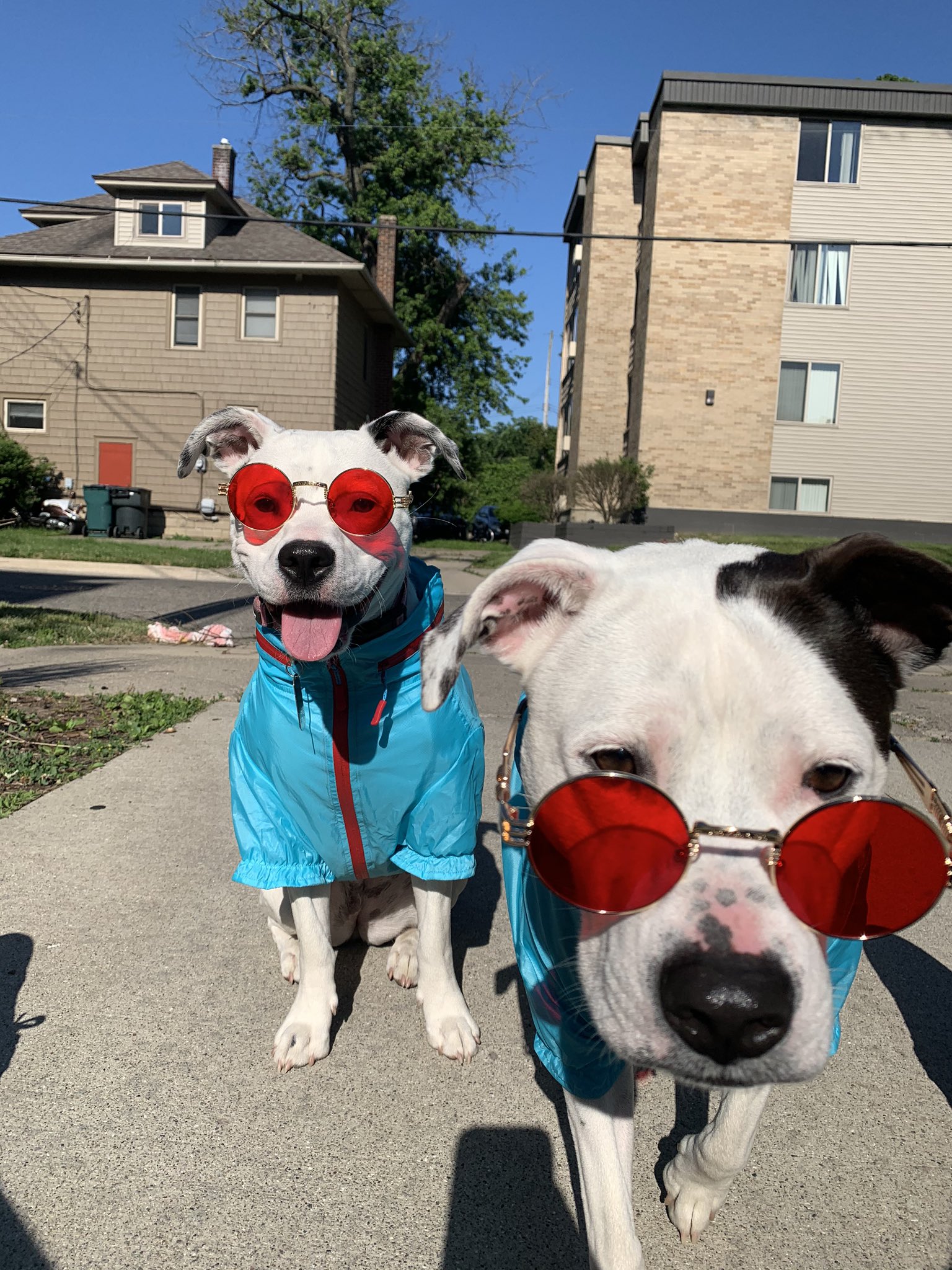 Dog sunglasses cheap petco