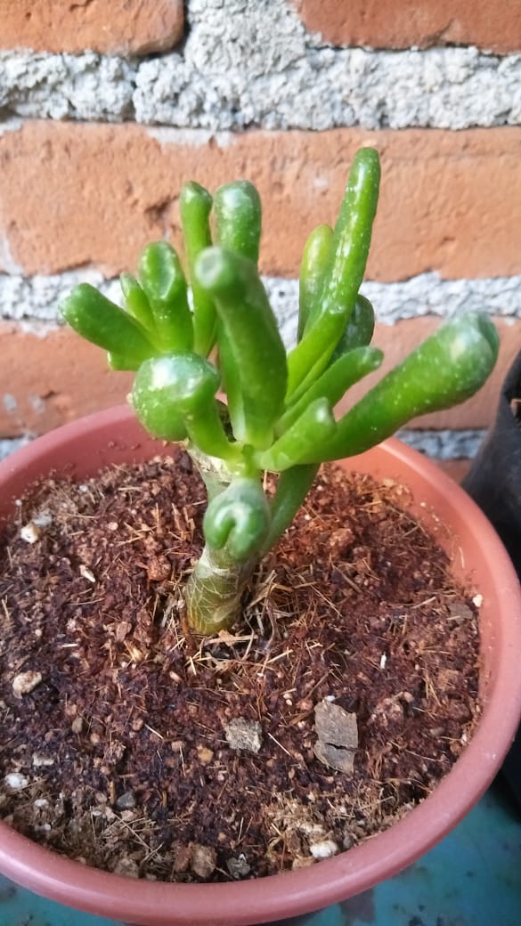 PlantsCactus's tweet photo. Crassula ovata – Gollum
#succulents #crassula #ovata #gollum https://t.co/qh37jODGHd