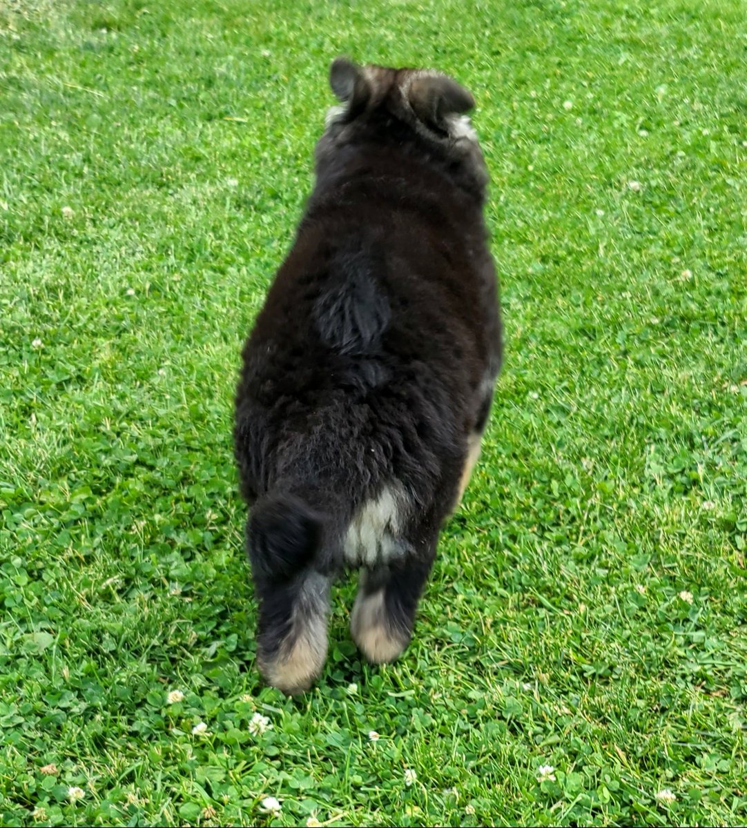 TheLuckyPupp's tweet photo. #fluffable ๐พ๐พ https://t.co/nCsNxOv9Fu