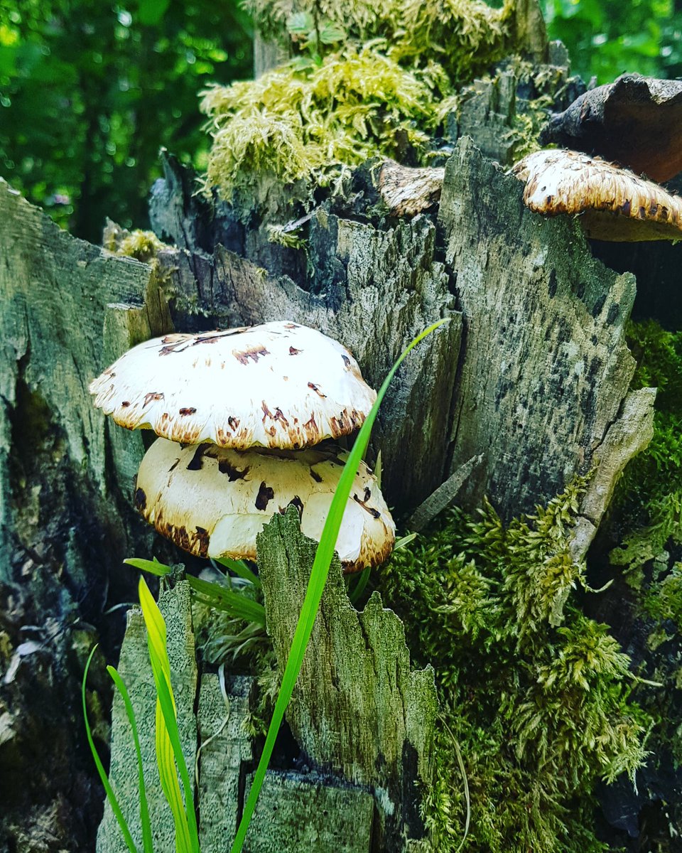 LisaParis12's tweet photo. Checking out the fungi 
#fungi 
#NaturePhotography 
#learningoutdoors
#learningthroughnature https://t.co/qAkc9PTn2q