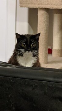 RTAnimDogs's tweet image. She sees her favorite toy @Nian_with_an_N