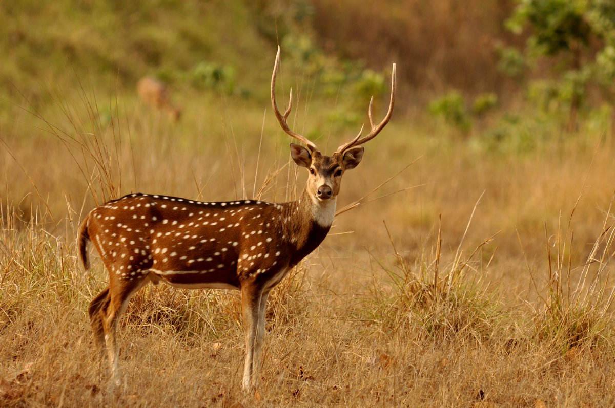 PhD project: Using population genomic tools to investigate connectivity and demography in introduced Chital deer Come work with me, <a href="/LinSchwarzkopf/">Lin Schwarzkopf</a> &amp; @QLDcameratraps in tropical North Queensland <a href="/jcu/">James Cook Uni</a> Great field work ops too! <a href="/arc_gov_au/">Australian Research Council</a> funded  marine-omics.net/phd-projects-o… Please RT!