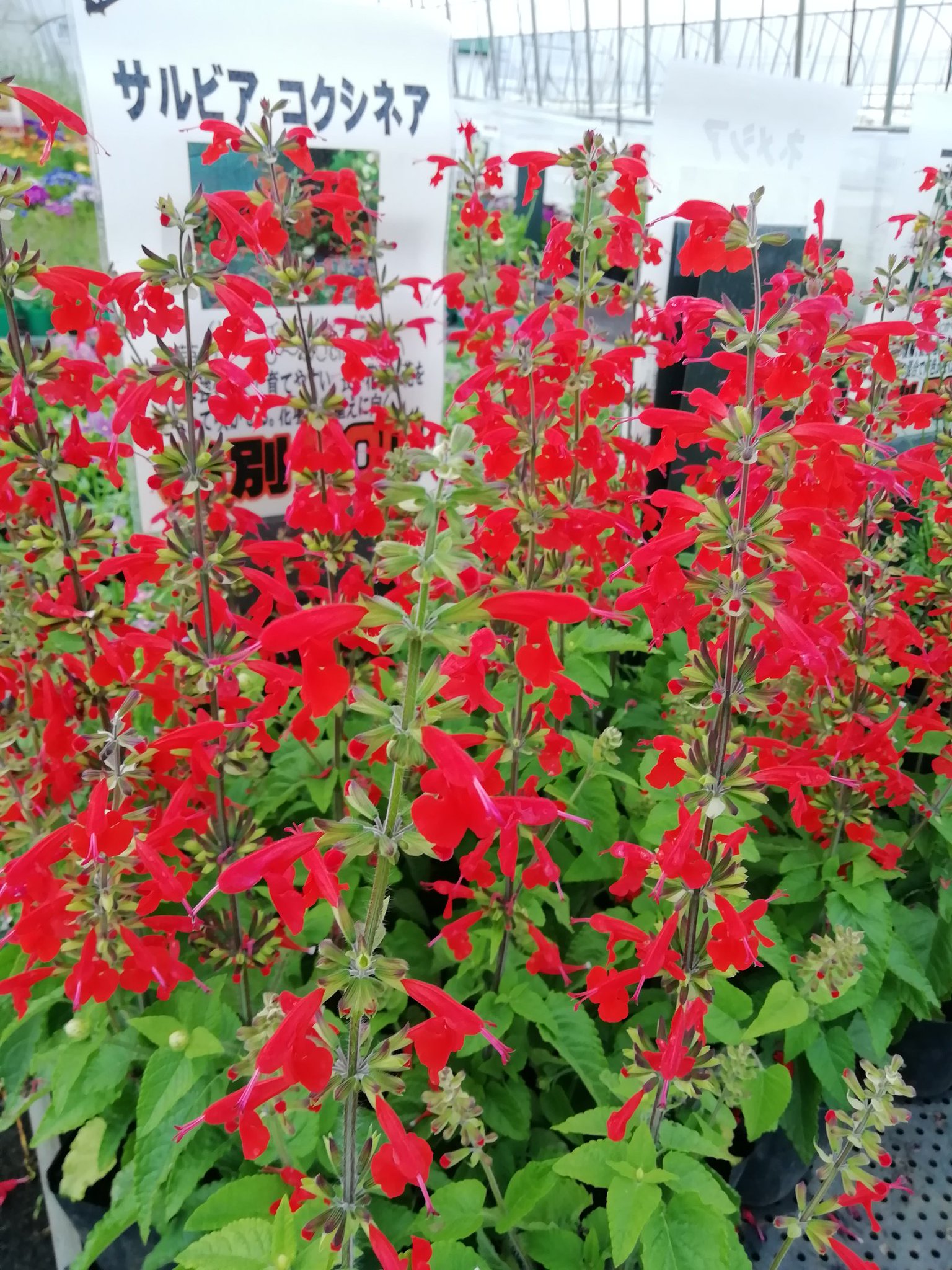 花のまつうら サルビア コクシネア 赤がとても鮮やかで素敵です 花のまつうら サルビアコクシネア コクシネア サルビア