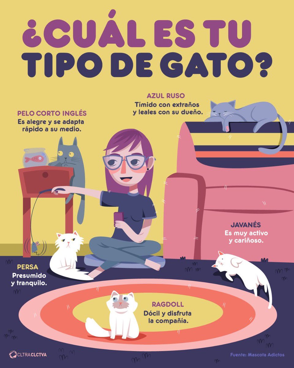 HistGatunas's tweet image. Tipo de gato (me pasaron la foto, desconozco el autor)