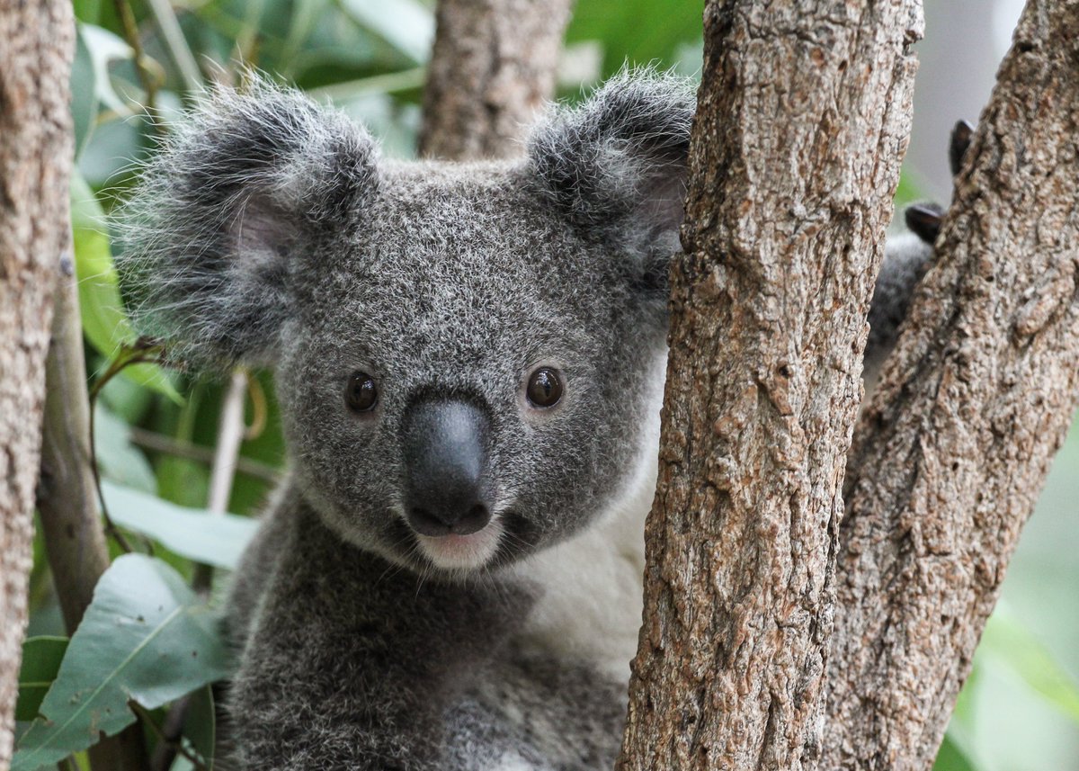 Re-opening 2.0 is here! Guests are now able to visit our beautiful 20-hectare sanctuary without any time limits.😊

Pre-bookings remain essential to assist with contact tracing requirements 👉 koala.net/tickets

We hope to see you soon!🐨

#lonepinekoala #openforbusiness