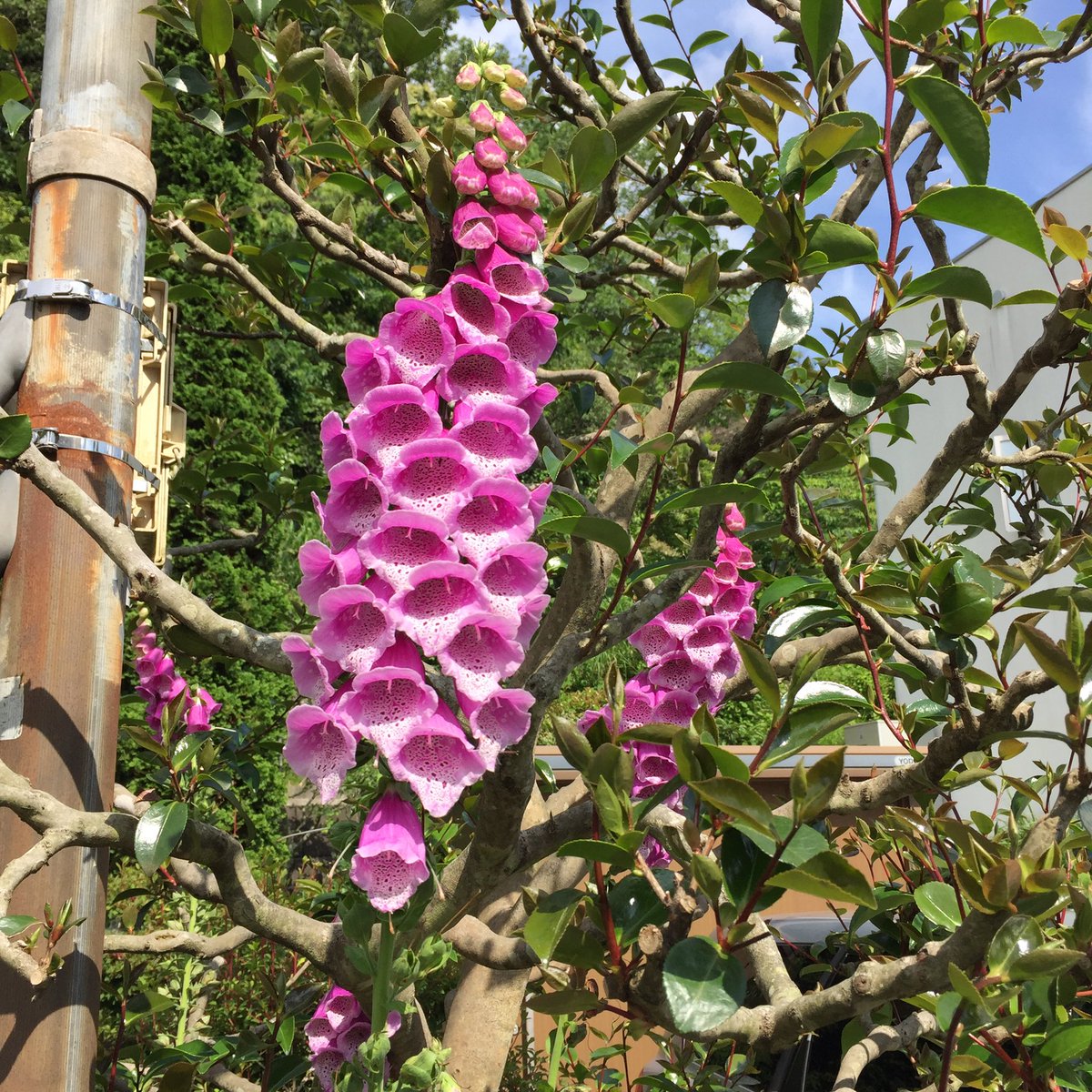 Masashi 近所に咲いていた花 ジギタリスだと思うのですが 確かではありません Flowers That Were Blooming In My Neighborhood I Think They Are Digitalis ジギタリス 花 初夏の花 ピンク色の花 花が好き 6月 Digitalis Flower Blume Fleur