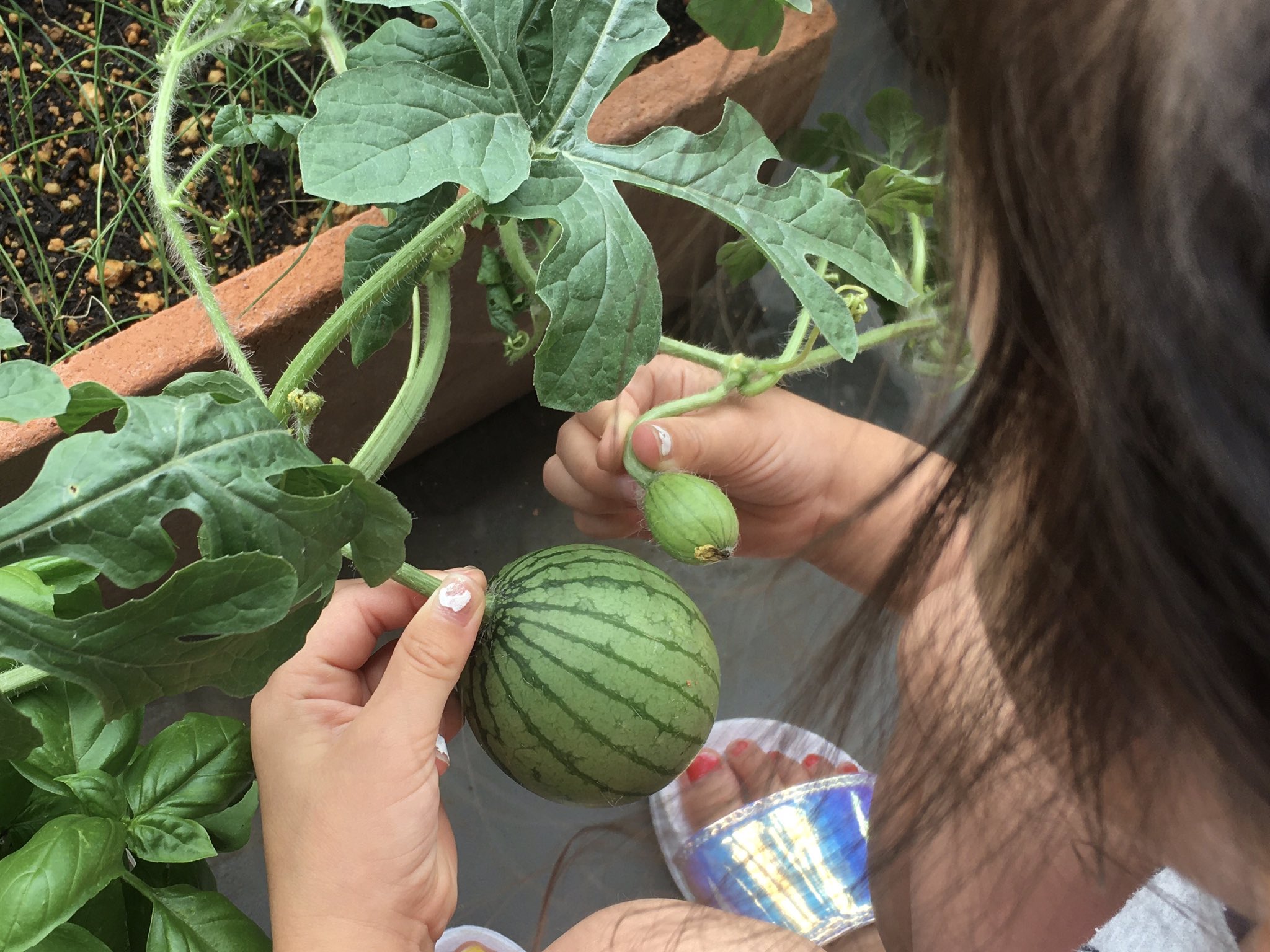 六車 奈々 セリーヌ農園 今朝 スイカがもう一つできてました 可愛い 大葉は伸び放題で エライことに 買わなきゃ バジルも美味しそう ナスは 花が咲きました セリーヌ農園 ベランダで家庭菜園 食育 T Co Dz02uup86j