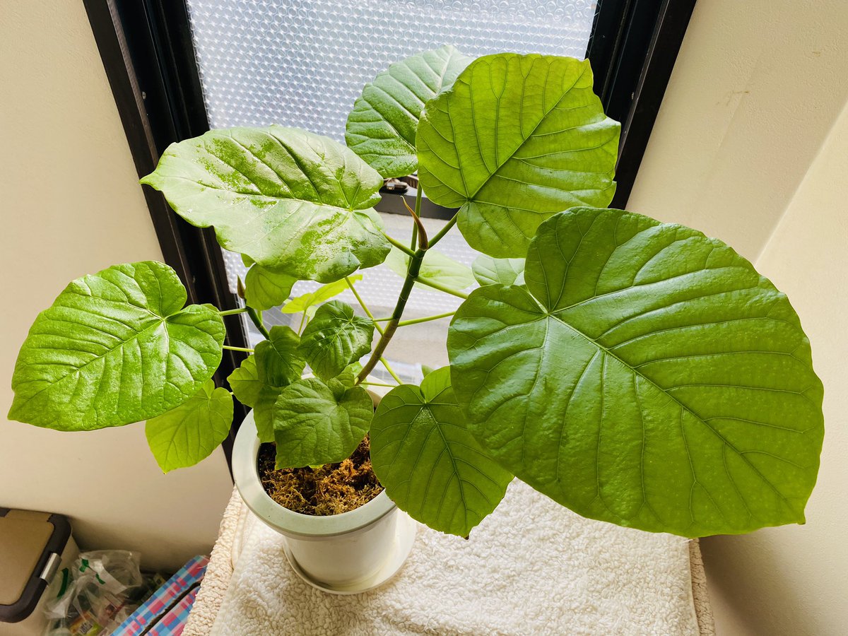 珍パパ 去年は小さくて諦めかけてた植物もあったけど元気に育ってる ウンベラータ 花言葉 すこやか 永久の幸せ インド菩提樹 花言葉 結ばれる愛 結婚 夫婦愛 ガジュマル 花言葉 健康 ミリオンバンブー 花言葉 開運