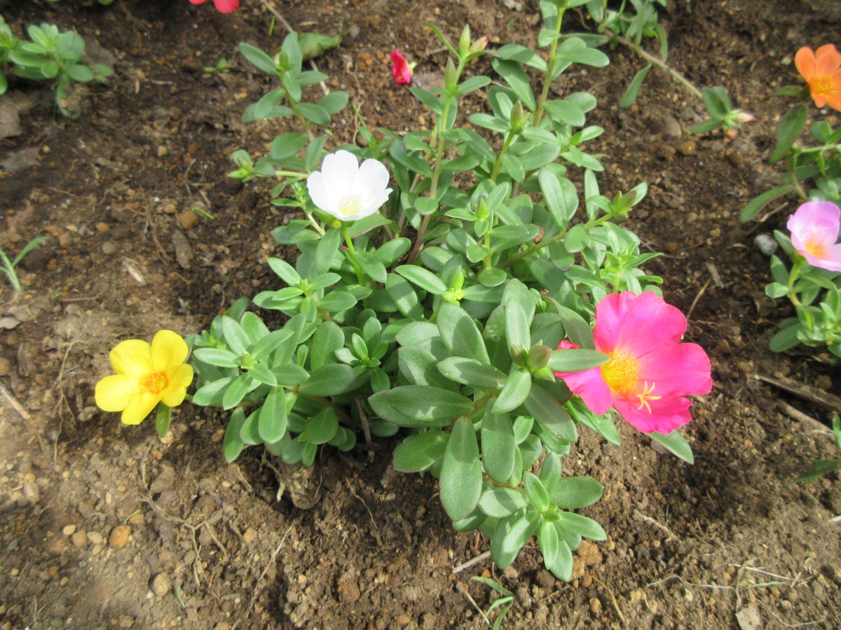 翠風荘 على تويتر 夏の花壇 ができました 昨日から作り始めた 夏の花壇 が出来上がりました ３種類の花を植えています これは ポーチュラカの花 １０月頃まで白 赤 ピンクなどの花を咲かせます
