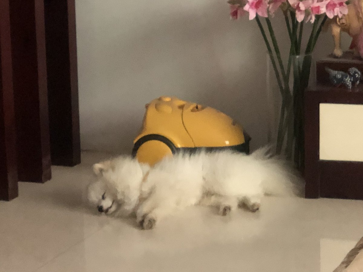 卧槽 真好可爱子 我刚刚动了一下 他抬头就看了我一眼然后又倒下去了 莫名被只狗撩到了 https://t.co/xmIgCgBgj5