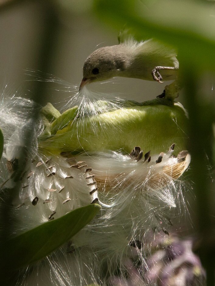 AratiKumarRao's tweet photo. The smallest bird in #India ... #PaleBilled #Flowerpecker on a #Calotropis shrub
My fav #backyard muse :)
#birds @Avibase #seeds #nativeplants https://t.co/5C93rPmLh2
