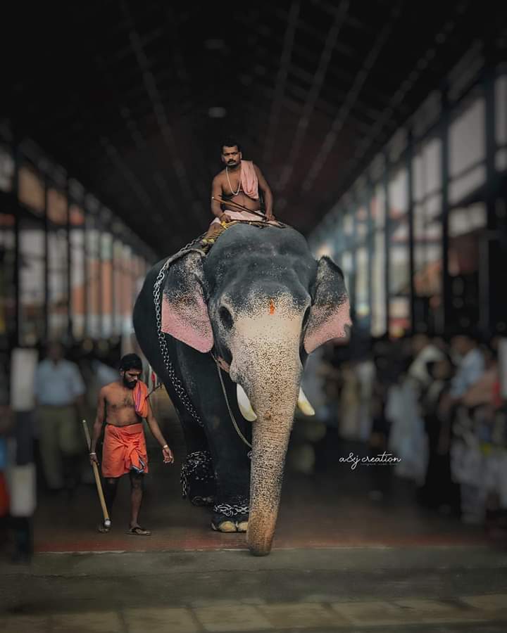 Guruvayur Sri Krishna Temple Elephant - Indrasen Most of the Hindu  #temples in  #Kerala own  #elephants Every festival include at least one richly caparisoned elephant. The famous Guruvayur has more than 60. The world's only Elephant Palace is constructed in Punnattur Kotta.