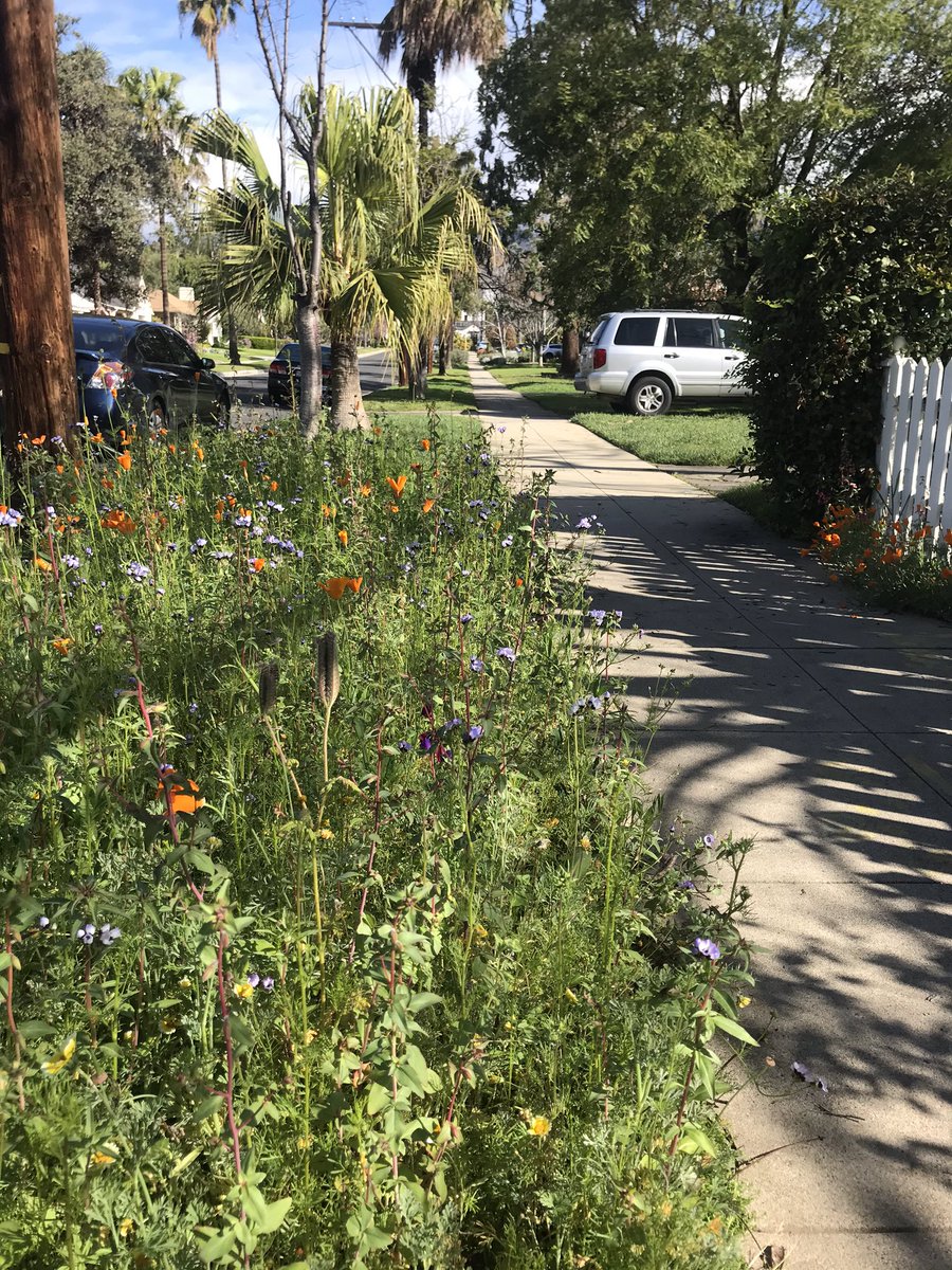 It’s a beautiful summer night in Washington Square!  Warm breeze! Flowers in bloom! Home sweet home!